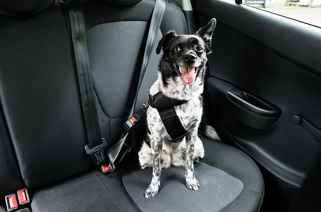 Car accessories for dog owners hotsell