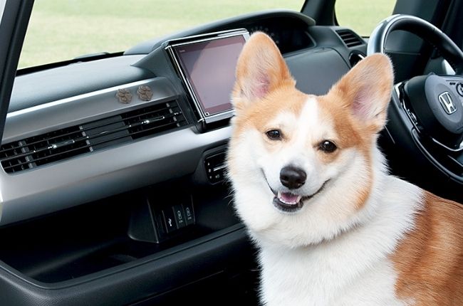 Honda Dog Interior Stickers