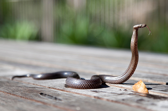 Kin Cobra found in a minivan in China