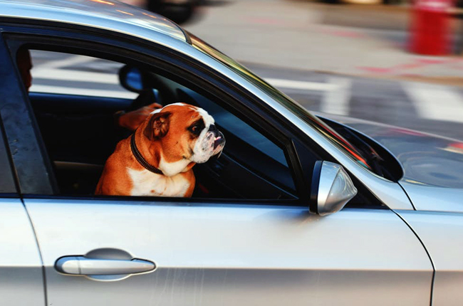 10 best cars for pet owners | Autodeal