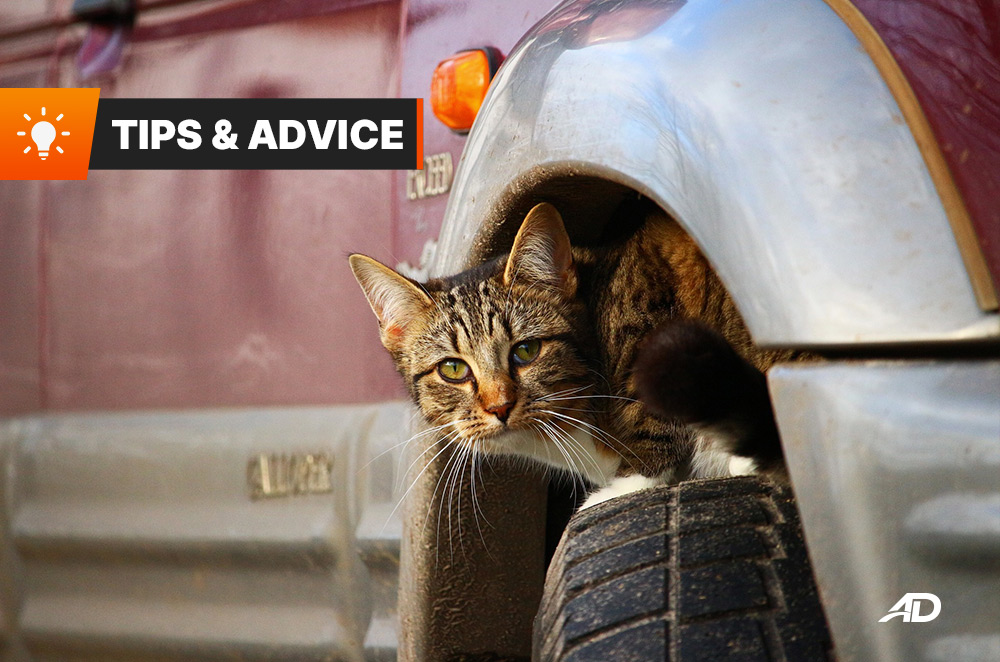 how to cat proof your car