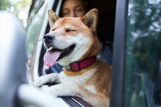 Dog looking out of car window