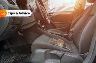 How to keep rodents away from your car