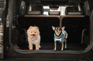 JETOUR PH celebrates its 2nd Media Pet Day at Barkhaus Eastwood