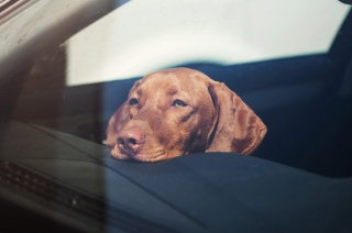 What happens when you leave your pet inside the car for too long